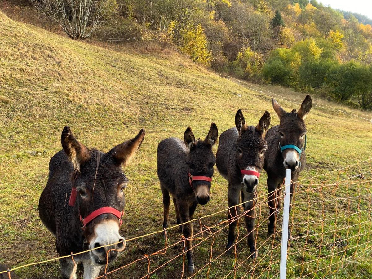 Baita Valtellina. Relax Nel Cuore Delle Alpi Грозио Экстерьер фото